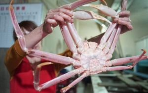 Cua biển Triều Tiên 'thách thức' Tổng thống Mỹ Donald Trump