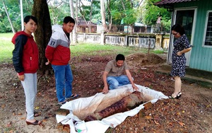 Khẩu thần công 20 triệu đồng: Nỗi buồn của cổ vật