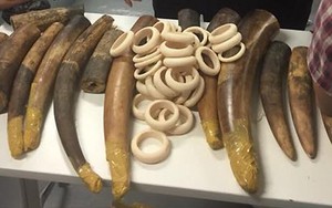 Tạm giữ hơn 47 kg ngà voi vận chuyển qua đường bưu điện về Việt Nam