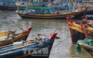 Cập nhật cơn bão số 14: Bình Thuận họp khẩn cấm tàu ra biển