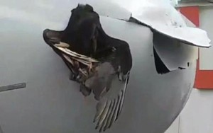 Chim trời đâm trực diện, máy bay Mỹ toạc mũi