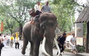 Chú voi nổi tiếng 'phát điên' giết chết người huấn luyện mình