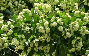 Hà Nội sặc sụa mùa hoa Sữa