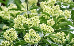 Đừng trách hoa sữa quá 'nồng nàn'