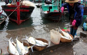 Quy hoạch huyện đảo Vân Đồn, đơn vị hành chính kinh tế đặc biệt phải có tầm nhìn dài hạn