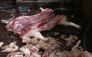 100% mẫu thịt lợn, gà, vịt từ các chợ kém vệ sinh nhiễm khuẩn E.coli vượt giới hạn cho phép