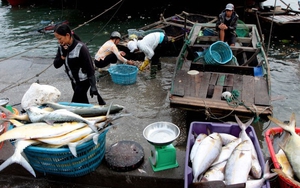 Huyện đảo Vân Đồn: Cú hích từ cơ chế đặc khu hành chính – kinh tế