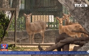 Đốt lửa chống rét cho thú ở Hà Nội