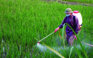 Sử dụng hợp lý thuốc bảo vệ thực vật vì an toàn vệ sinh thực phẩm