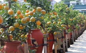 Quất bonsai 'siêu độc, lạ' đón Tết Nguyên đán Mậu Tuất