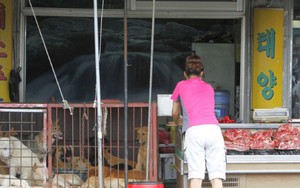 Nói chuyện 'thịt chó' ở xứ người