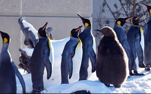 Lạnh kỷ lục, chim cánh cụt cũng cần vào nhà sưởi ấm