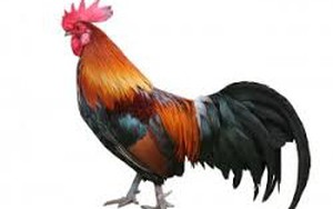 Gà trống cao bằng cây đa cổ thụ