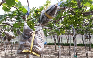 Tết Nguyên đán chơi nho cảnh Ninh Thuận