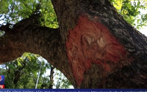 Đóng đinh gốc cây bị phạt tới 30 triệu đồng