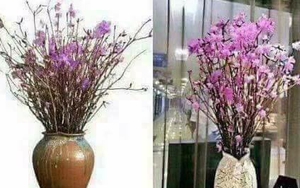 Chơi Tết Nguyên đán với hoa đỗ quyên ngủ đông, đồng 2 USD in chó mạ vàng