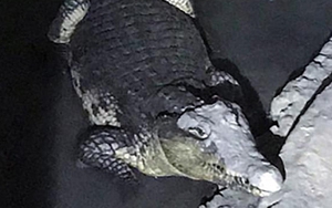 Cá sấu sông Nile dài 2m 'gác' kho súng đạn