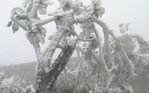 Chùm ảnh: Băng giá nhuộm trắng đỉnh núi Phia Oắc trong cái lạnh -9 độ C