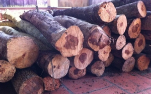 Tuyên án ổ nhóm chuyên trộm gỗ sưa bán lấy tiền ăn tiêu