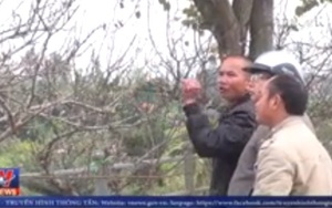 Phố đào rừng dọc bờ sông Nậm Rốm ở Điện Biên