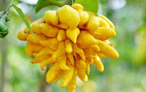 Người dân Nam Bộ ăn Tết thế nào?