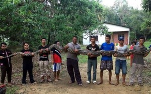 7 người đàn ông hợp sức 'giải cứu' con trăn khổng lồ khỏi giếng