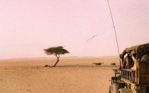 Những bí ẩn về cái cây cô độc nhất hành tinh