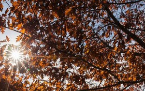 Mùa Hè nắng nóng kỷ lục ở New Zealand, nhiệt độ chạm 40 độ C