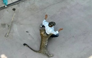 VIDEO: Báo hoang đi lạc, 'đại náo' thành phố