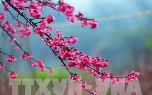 Lễ hội hoa Anh đào – Mai vàng Yên Tử diễn ra sớm hơn 2 ngày so với dự kiến