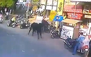 'Bò điên' húc người phụ nữ đi bộ trên phố văng xa 3 mét