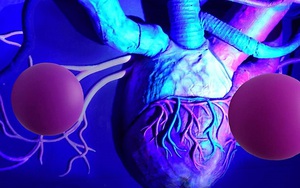 Phát hiện bộ phận lớn nhất, chưa từng được biết trong cơ thể người