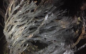 Cư dân mạng thích thú với 'tuyết rơi mùa hè' giữa rét nàng bân trên đỉnh Fansipan