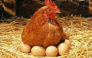 Bản năng của con gà