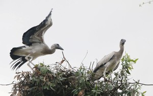 Ngắm đàn cò nhạn cực kỳ quý hiếm trong Sách Đỏ tại rừng tràm Gáo Giồng