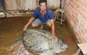 Bắt được rùa biển nặng 2 tạ, ngư dân muốn thả về biển dù thương lái trả 150 triệu