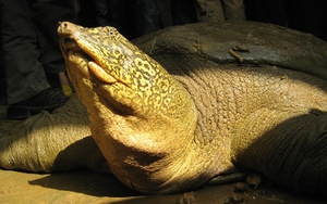 Tìm thấy cá thể rùa Hoàn Kiếm, loài rùa quý hiếm nhất thế giới tại Sơn Tây, Hà Nội