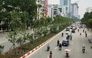 Háo hức chờ hàng phong lá đỏ trổ màu trên phố Hà Nội