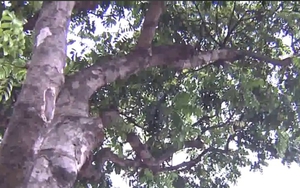 VIDEO Hà Nội di dời hàng cây sưa đỏ để thi công đường sắt