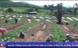 VIDEO: Dưa hấu lại chuẩn bị phải 'giải cứu'?