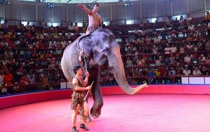 Về việc 'cấm biểu diễn xiếc thú' ở Việt Nam: AfA không hẳn là vô lý