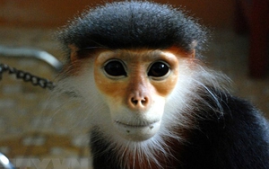 Cất giữ động vật quý hiếm, một người bị phạt hơn 350 triệu đồng