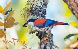 Nhiếp ảnh 'chim' Tăng A Pẩu: Chụp ảnh hơn 500 loài chim để... kêu cứu