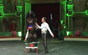 Liên đoàn xiếc Việt Nam sẽ giảm xiếc thú hoang dã