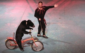 AFA khuyến nghị về xiếc thú: Những cảnh báo 'gây sốc'