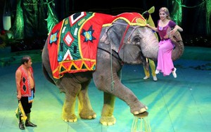 Xung quanh khuyến nghị của AFA về xiếc thú (kỳ 2): Những 'nghệ sĩ động vật' được đối đãi thế nào?