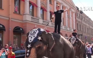 VIDEO: Diễu hành voi kỷ niệm 315 năm thành phố St. Petersburg