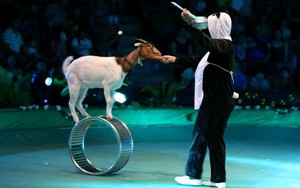 Xung quanh khuyến nghị của AFA về xiếc thú (kỳ 4): 'Việt Nam cần có đạo luật phúc lợi động vật'