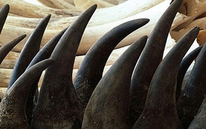 Truy tố nguyên cán bộ hải quan Hà Nội trộm ngà voi, sừng tê giác