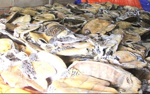 Tuyên án kẻ tàng trữ số lượng lớn xác rùa biển nguy cấp, quý hiếm